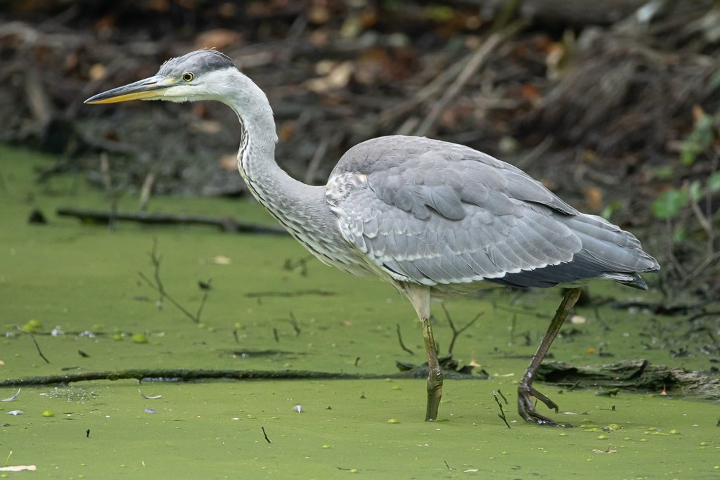 DSC_2029.jpg