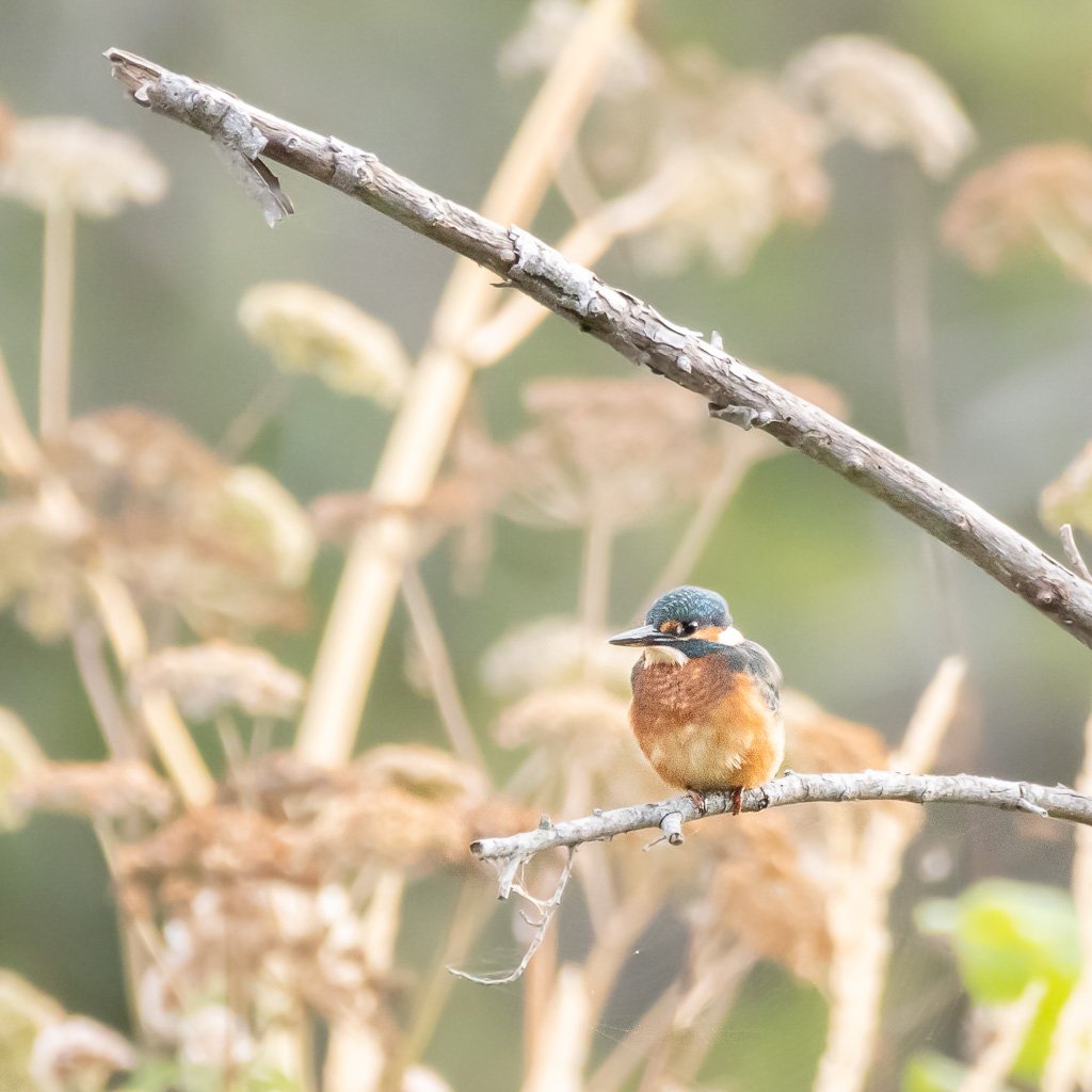 DSC_2593.jpg