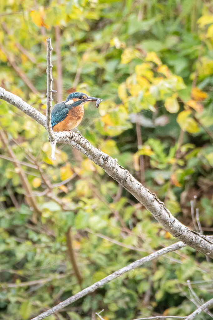 DSC_2602.jpg