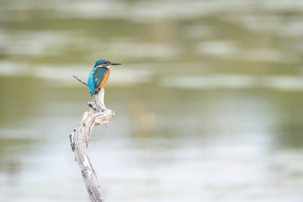 DSC_2726.jpg