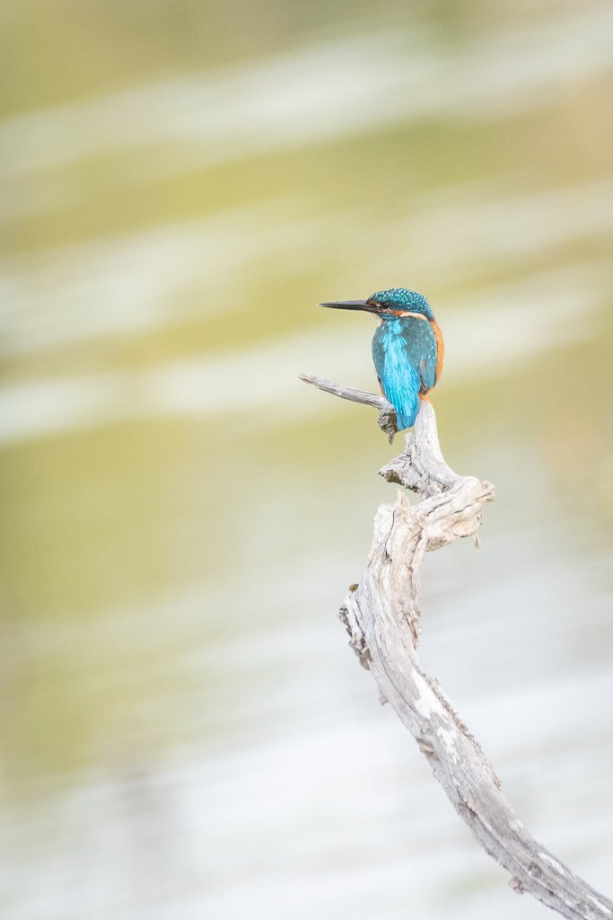 DSC_2742.jpg