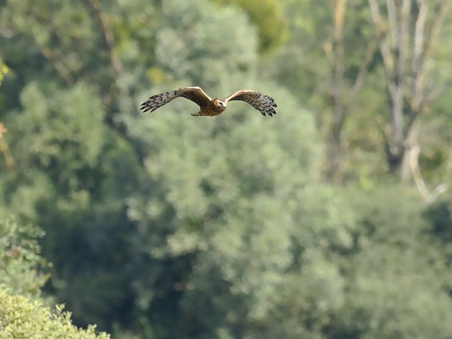 PJC71219_01.jpg