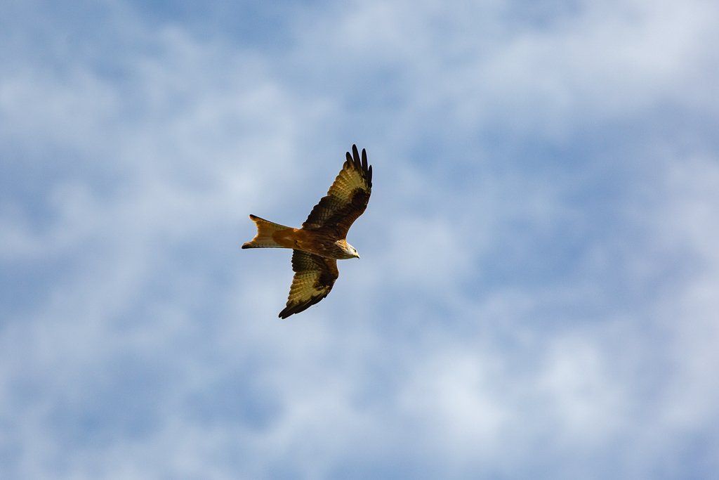 5D3_7346.jpg