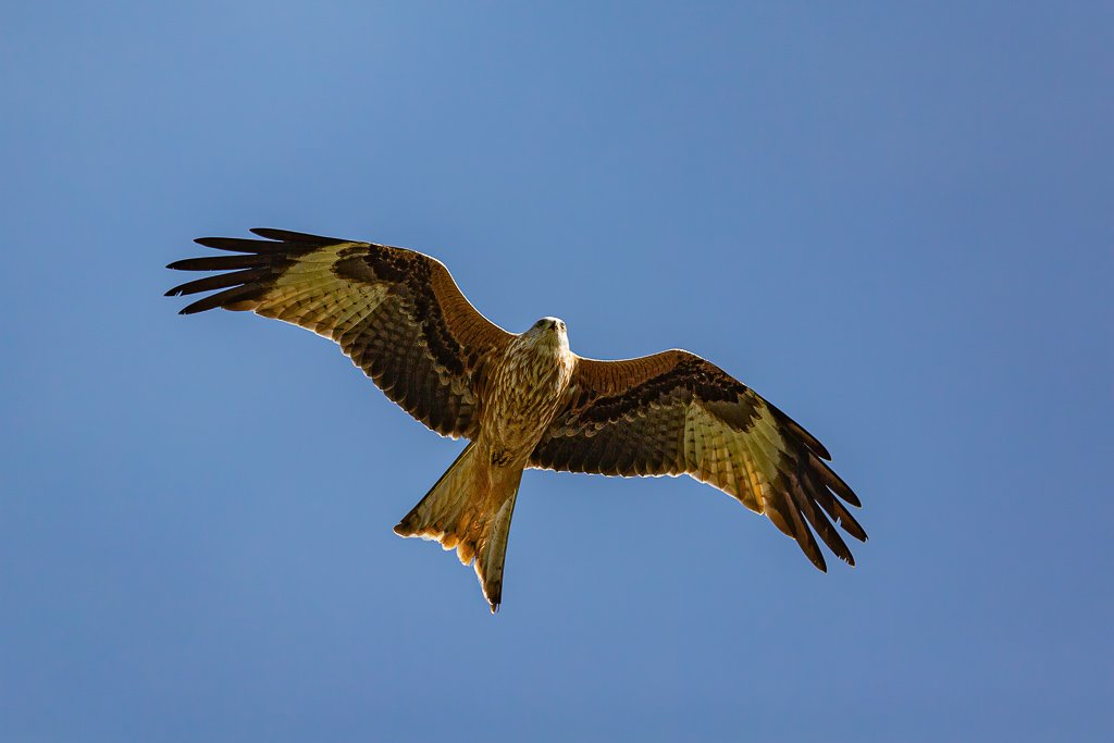 5D3_7303-Edit.jpg