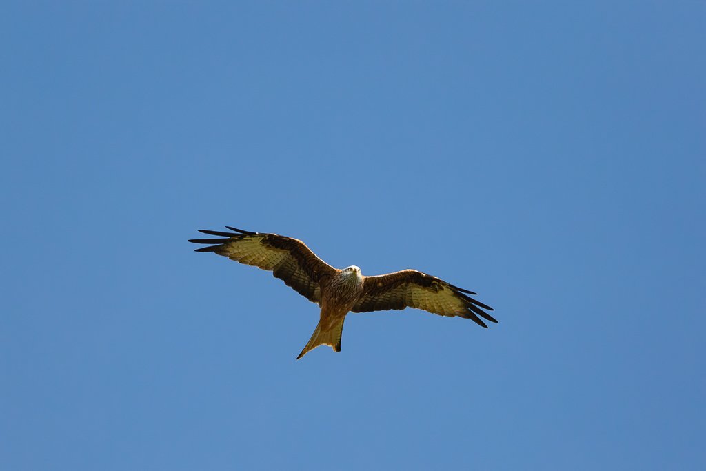 5D3_7342-Edit.jpg