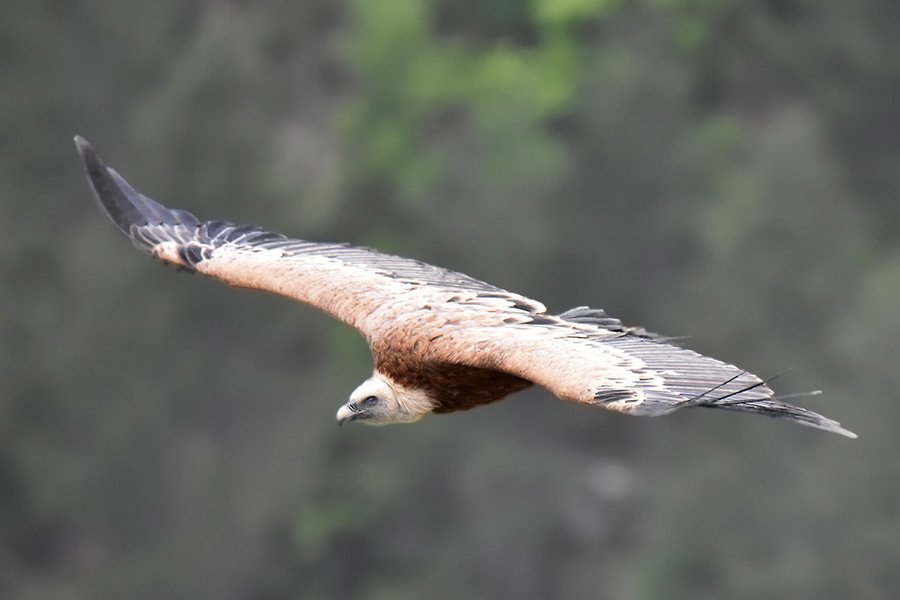 vautour.jpg