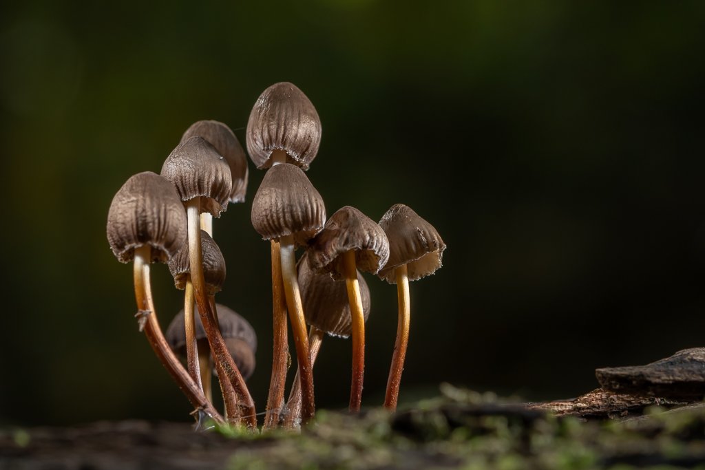 DSC_4085.jpg