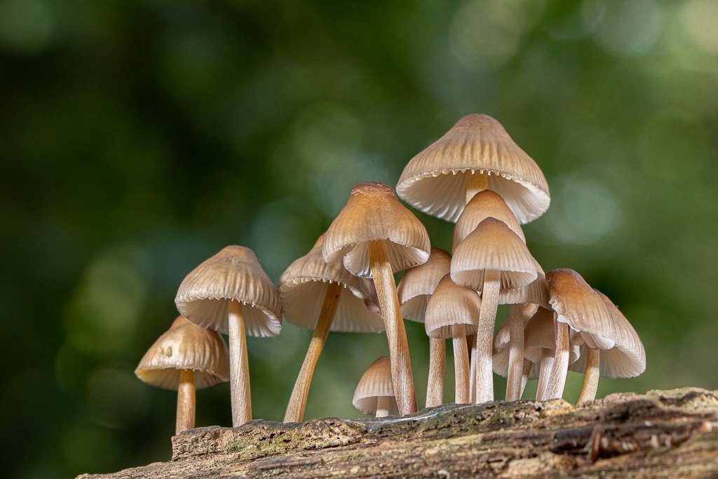 DSC_4120.jpg