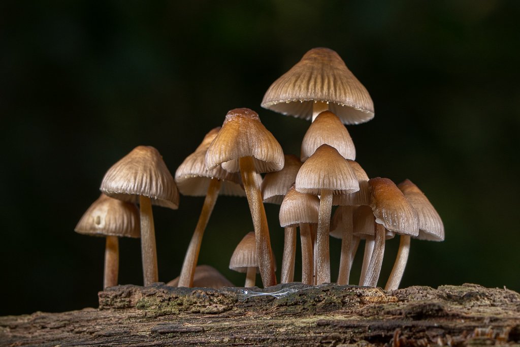 DSC_4125.jpg