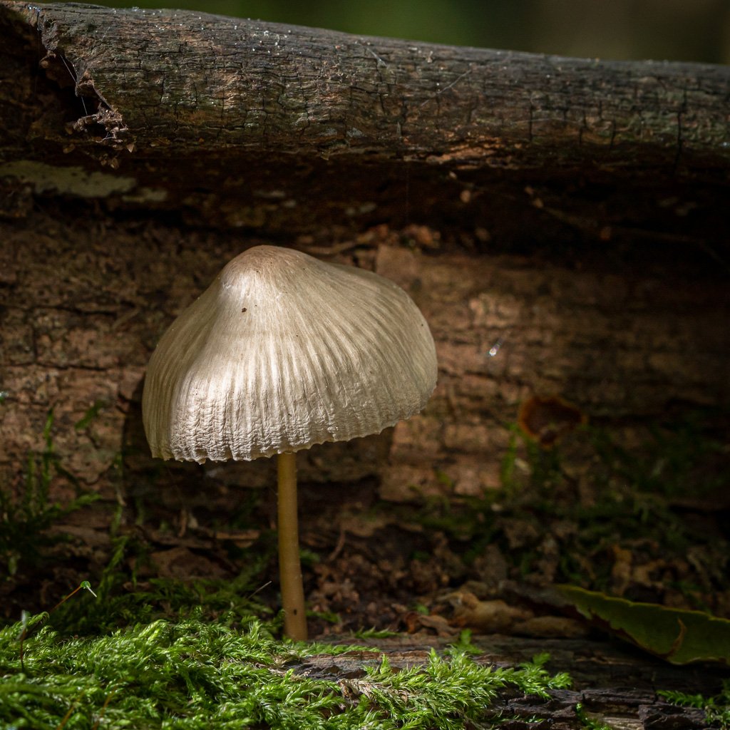 DSC_4145.jpg