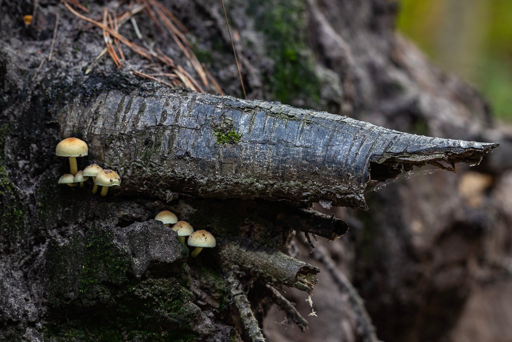 20191025-3033.jpg