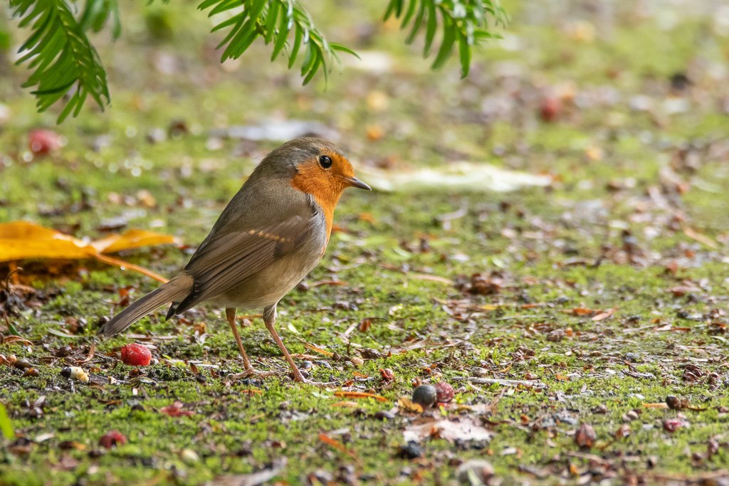 DSC_4286.jpg