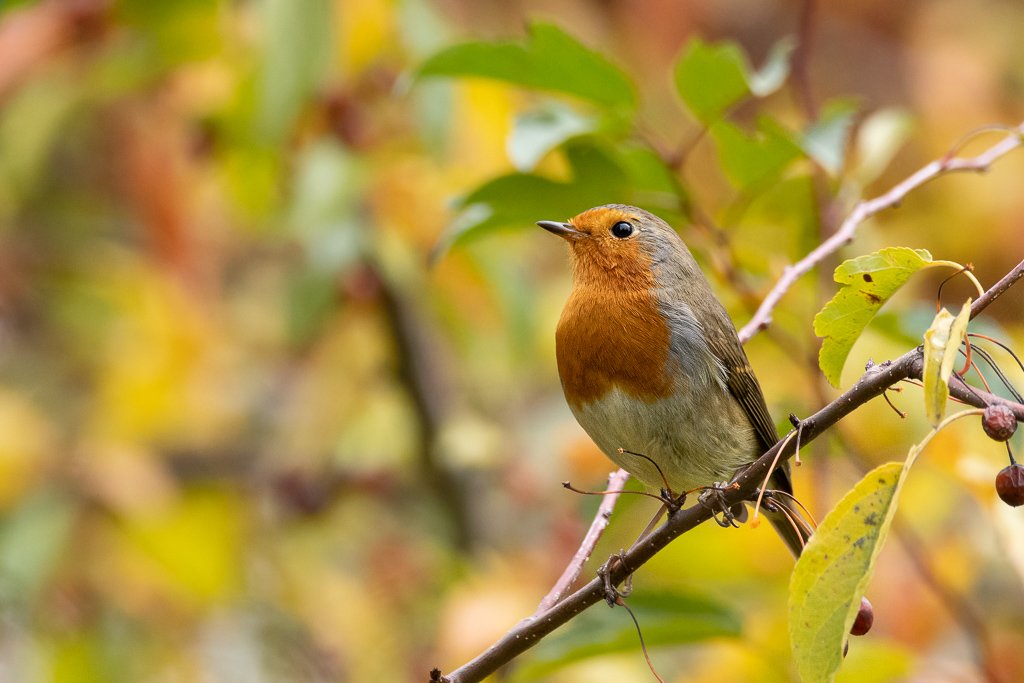 DSC_4413.jpg
