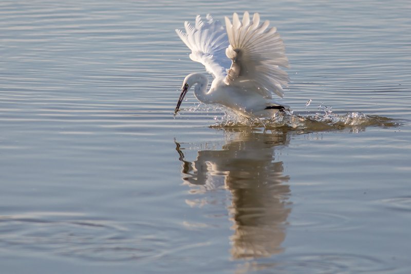 aigrette 1-3.jpg