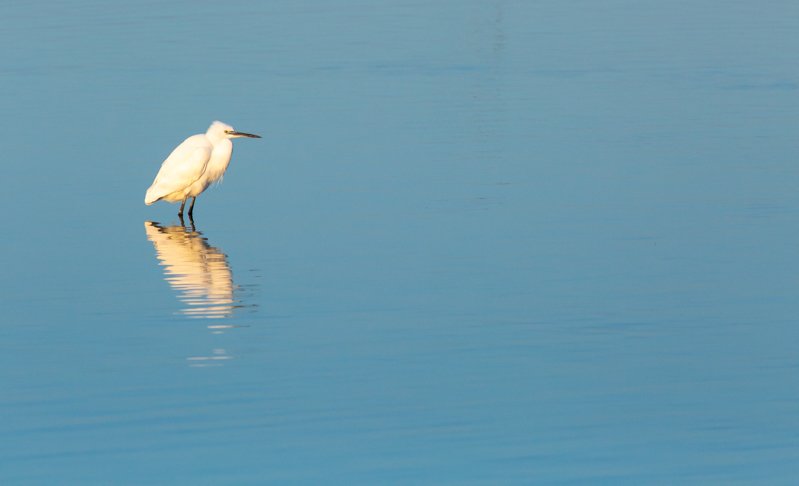aigrette 3.jpg