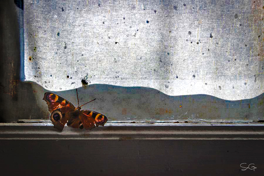 papillon retouche.jpg