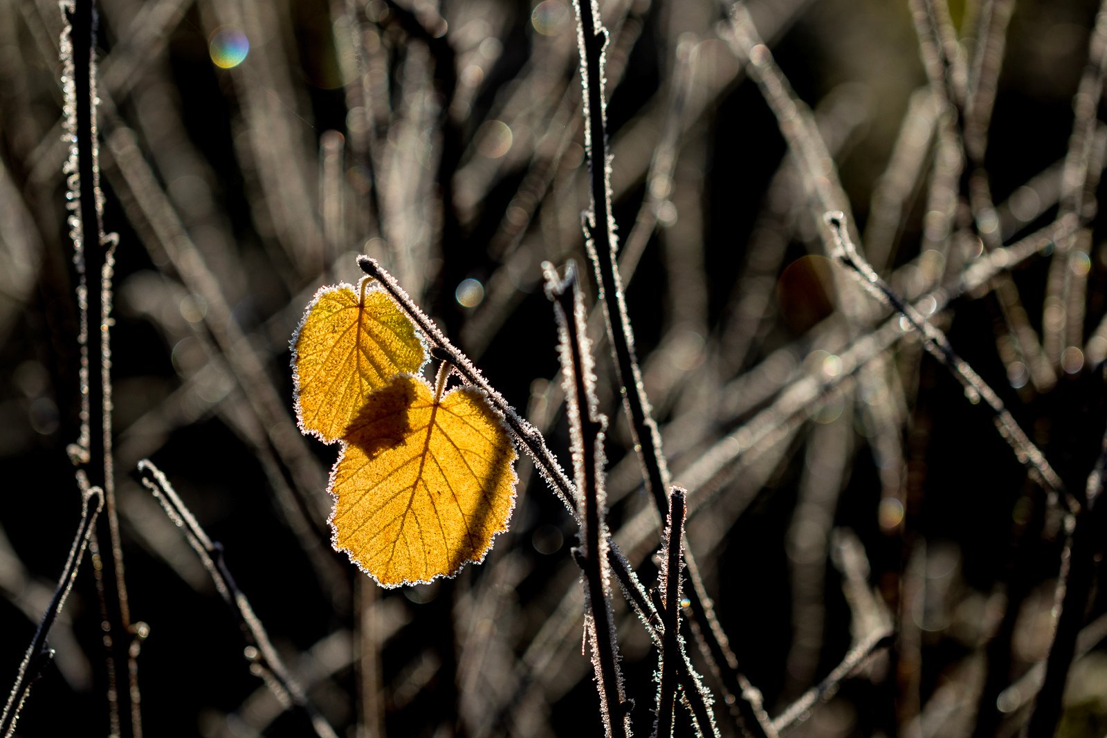 20171107-7486.jpg