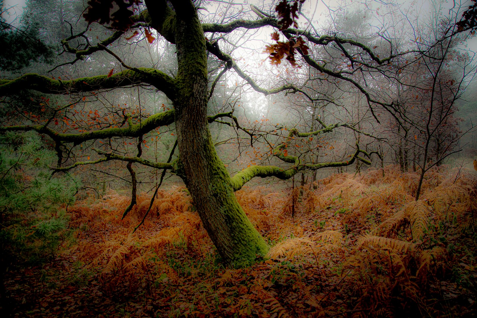 DSC03696-M.jpg