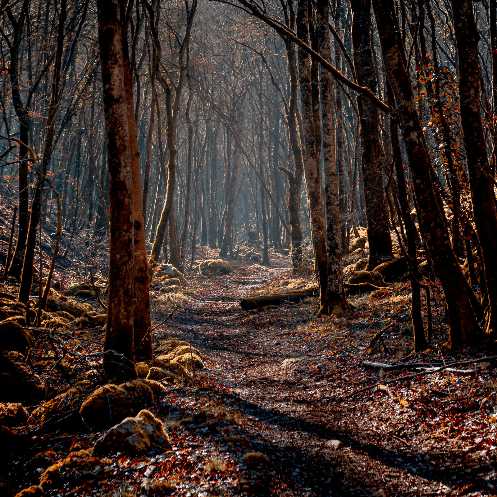 Sous-bois version automnale-1.jpg