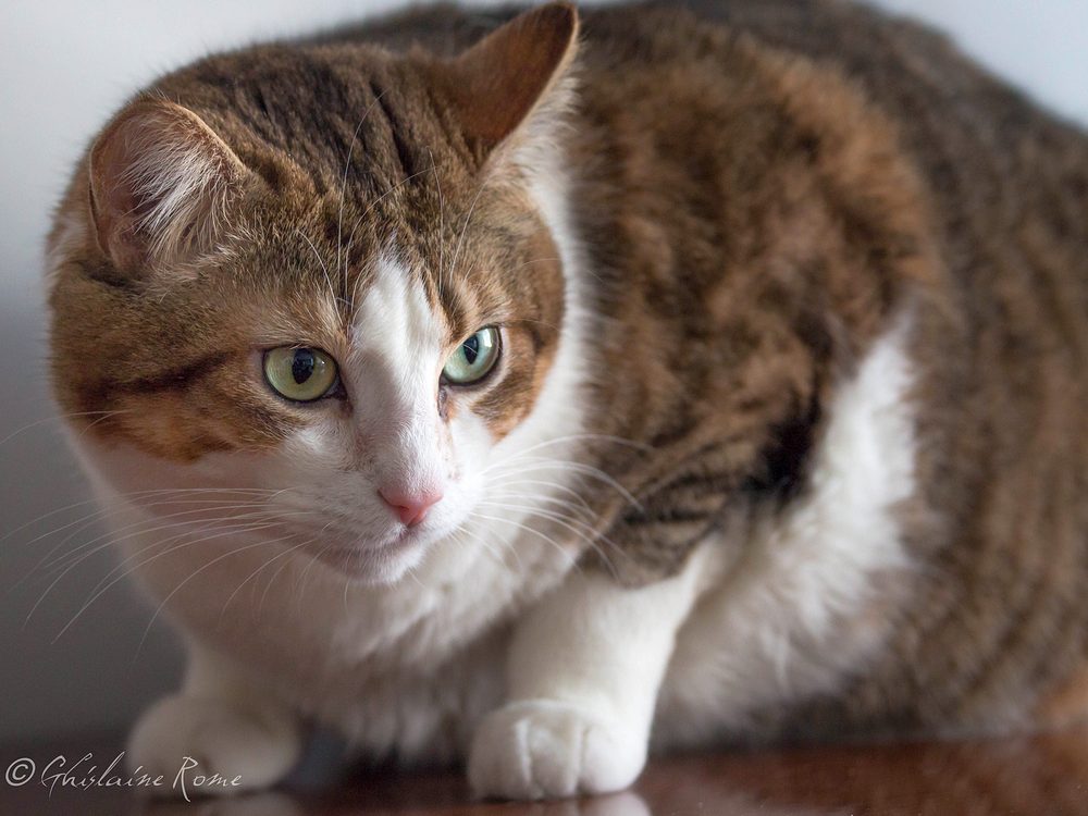 juliette 4-21000.jpg