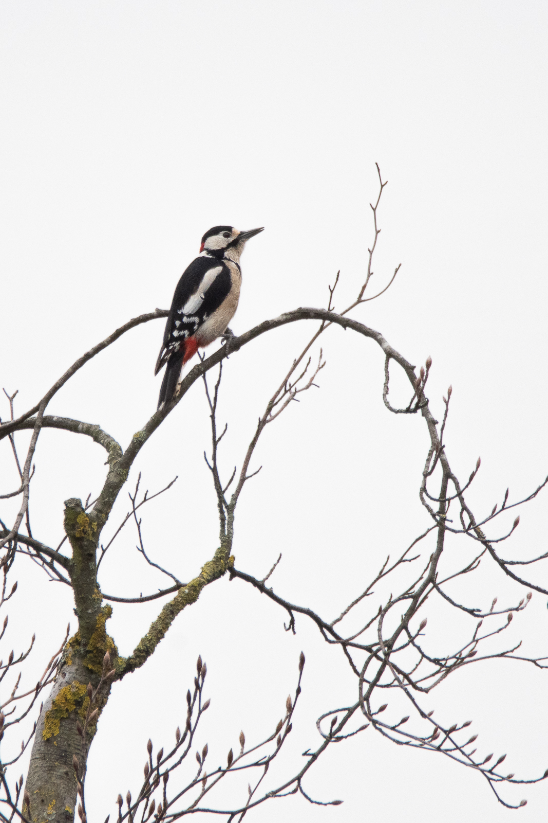 DSC_0334.jpg