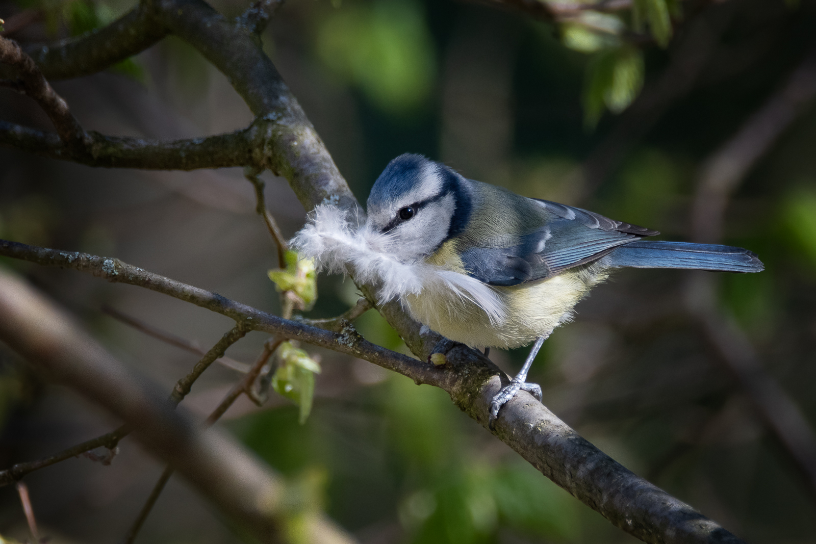 DSC_0465-Modifier.jpg
