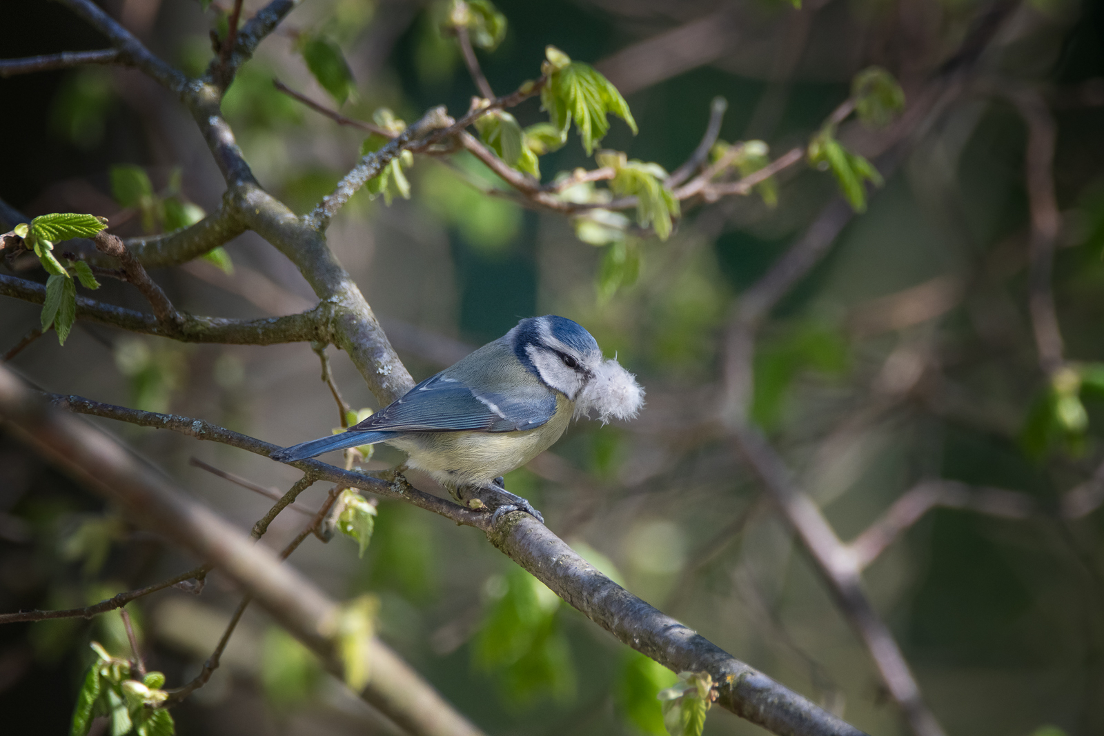 DSC_0484-Modifier.jpg