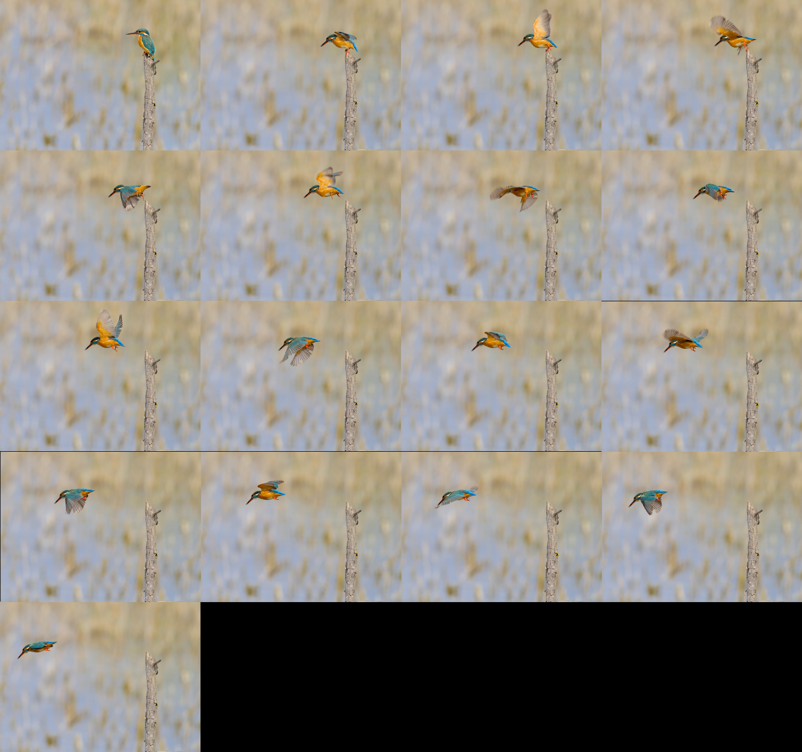 capture pro hjpg.jpg