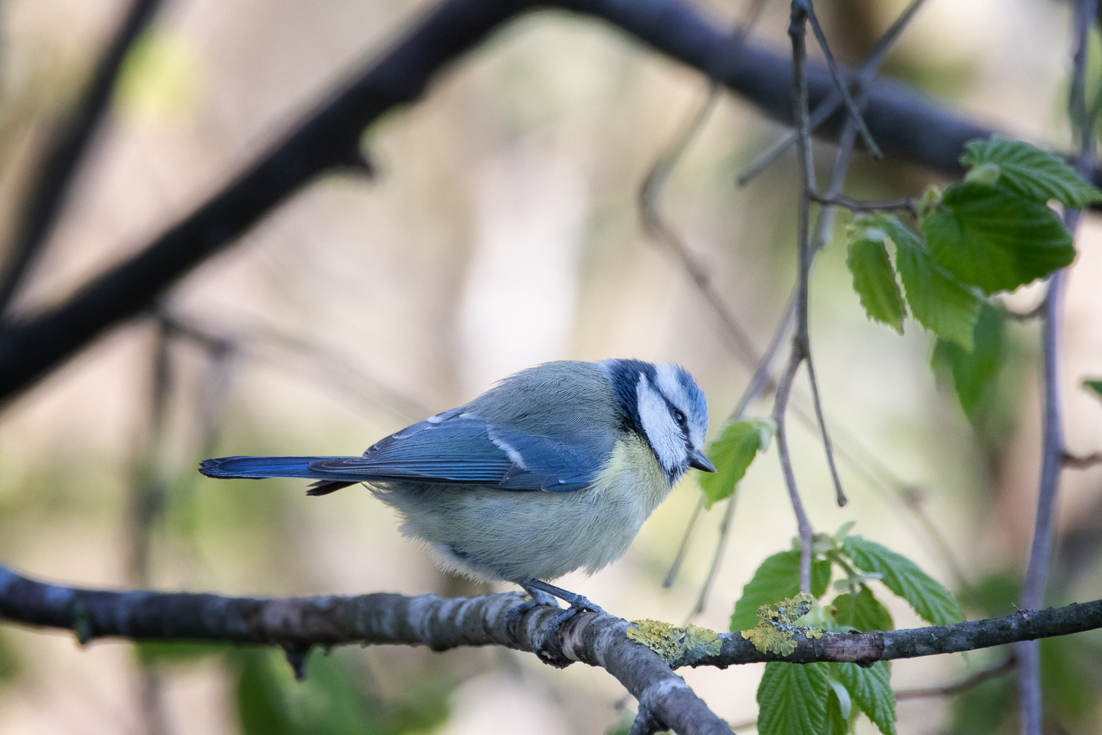 DSC_0541-Modifier.jpg