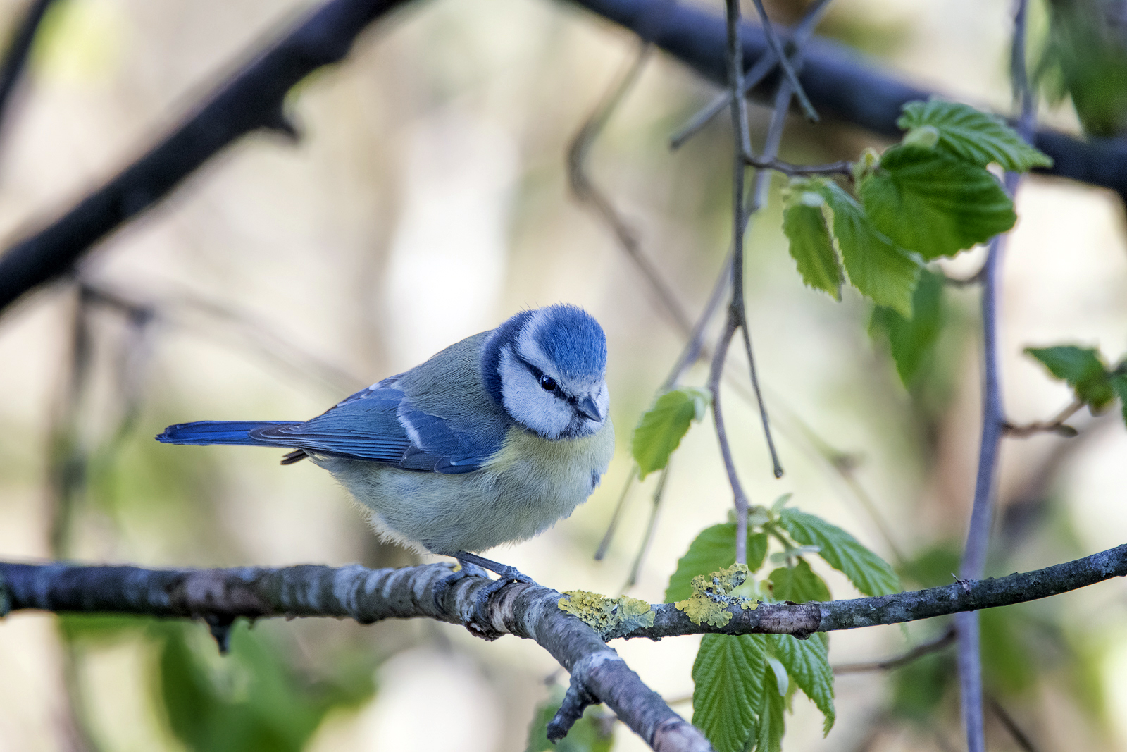 Photo Jeep63 - Mésange.jpg