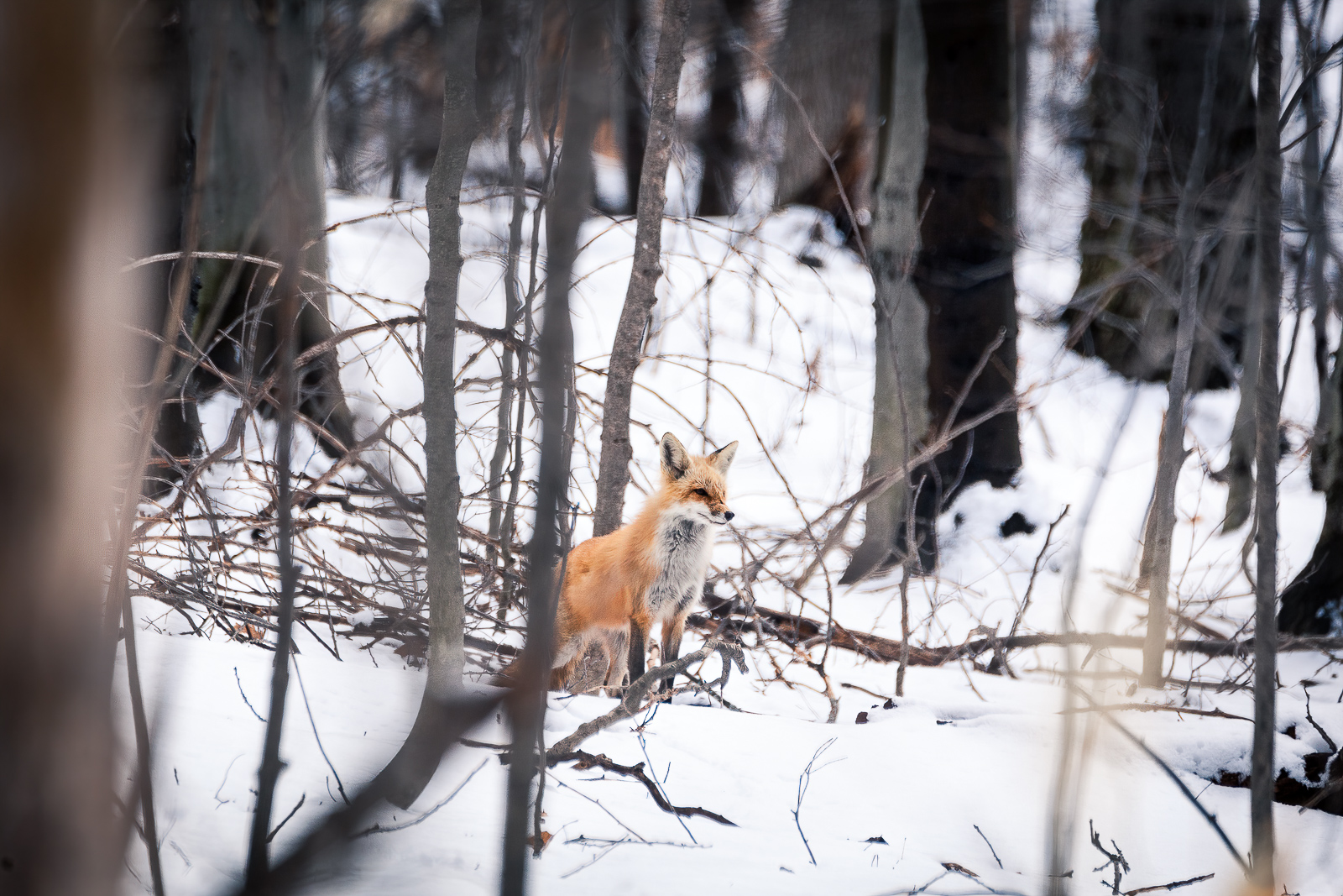 IMG_3457-Edit.jpg