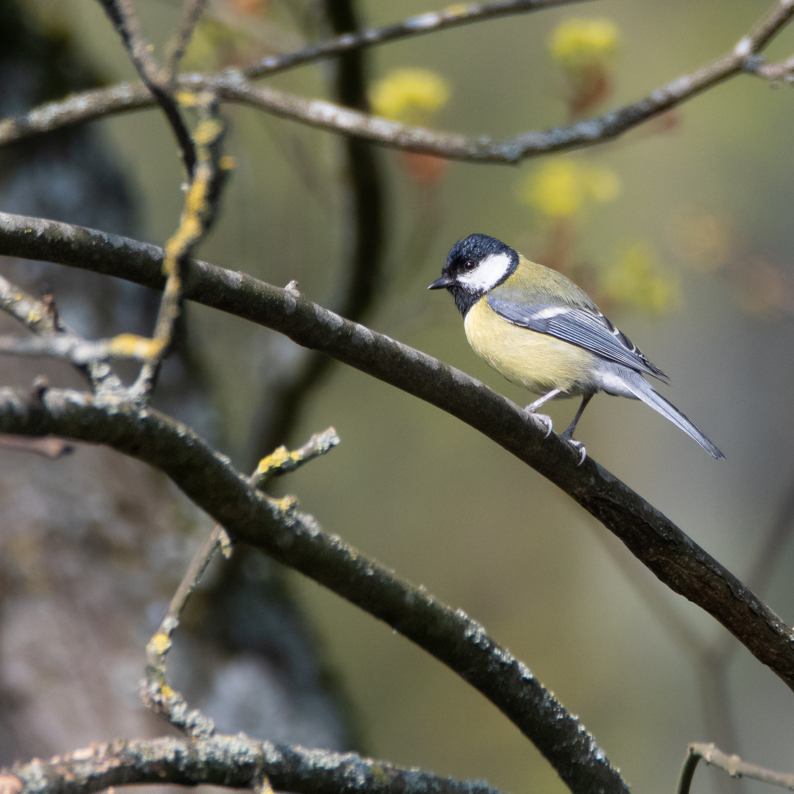 DSC_0909.jpg