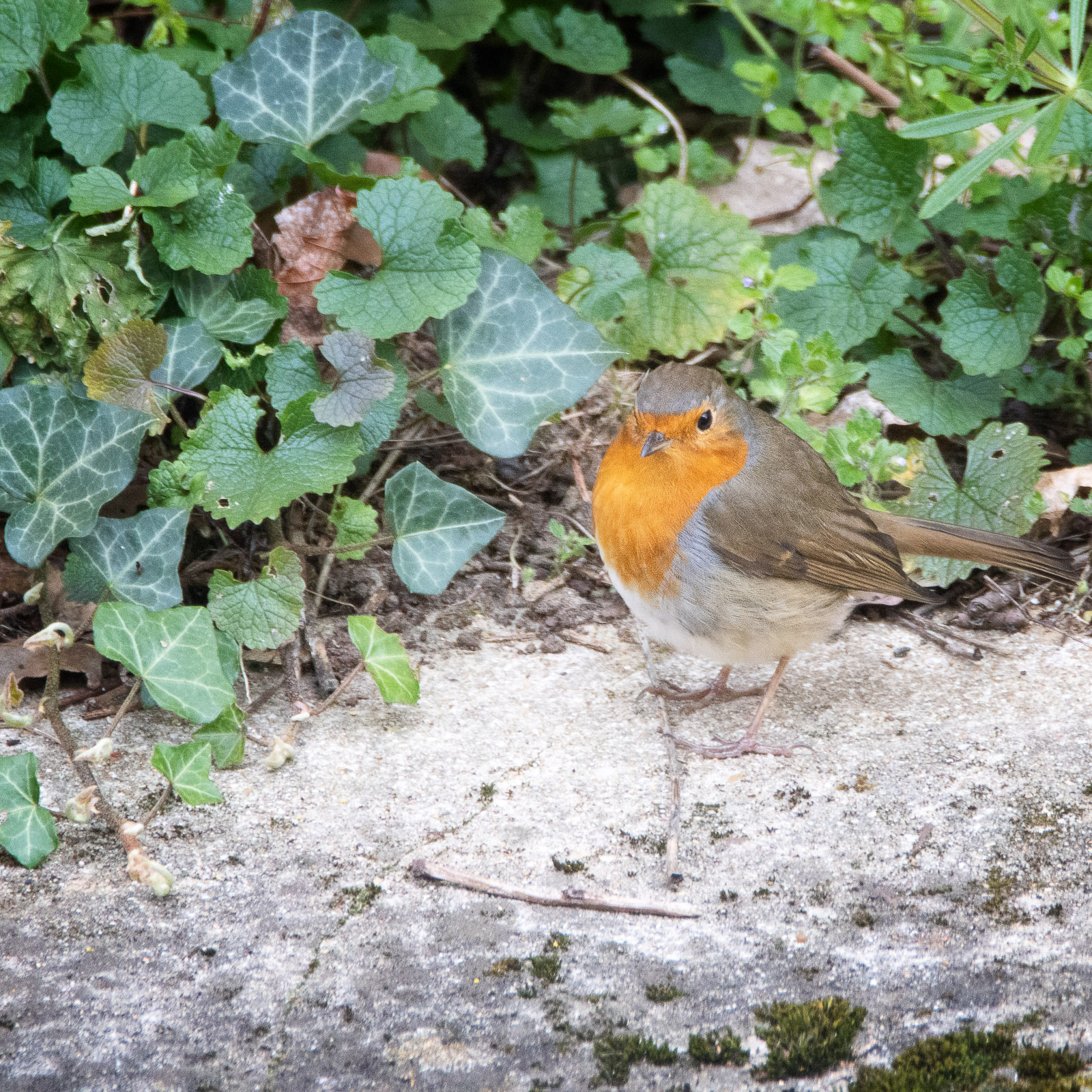 DSC_0737-Modifier.jpg