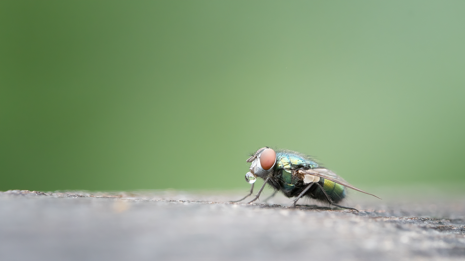 DSC_7075-sharpen-focus-Modifier.jpg