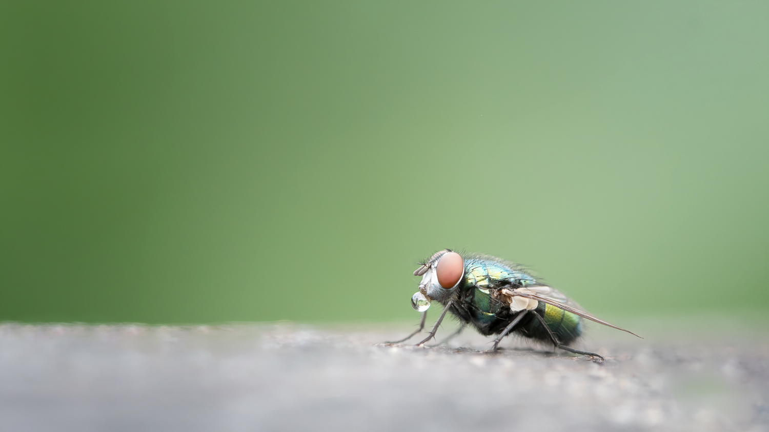 DSC_7075-sharpen-focus-Modifier_Forum.jpg