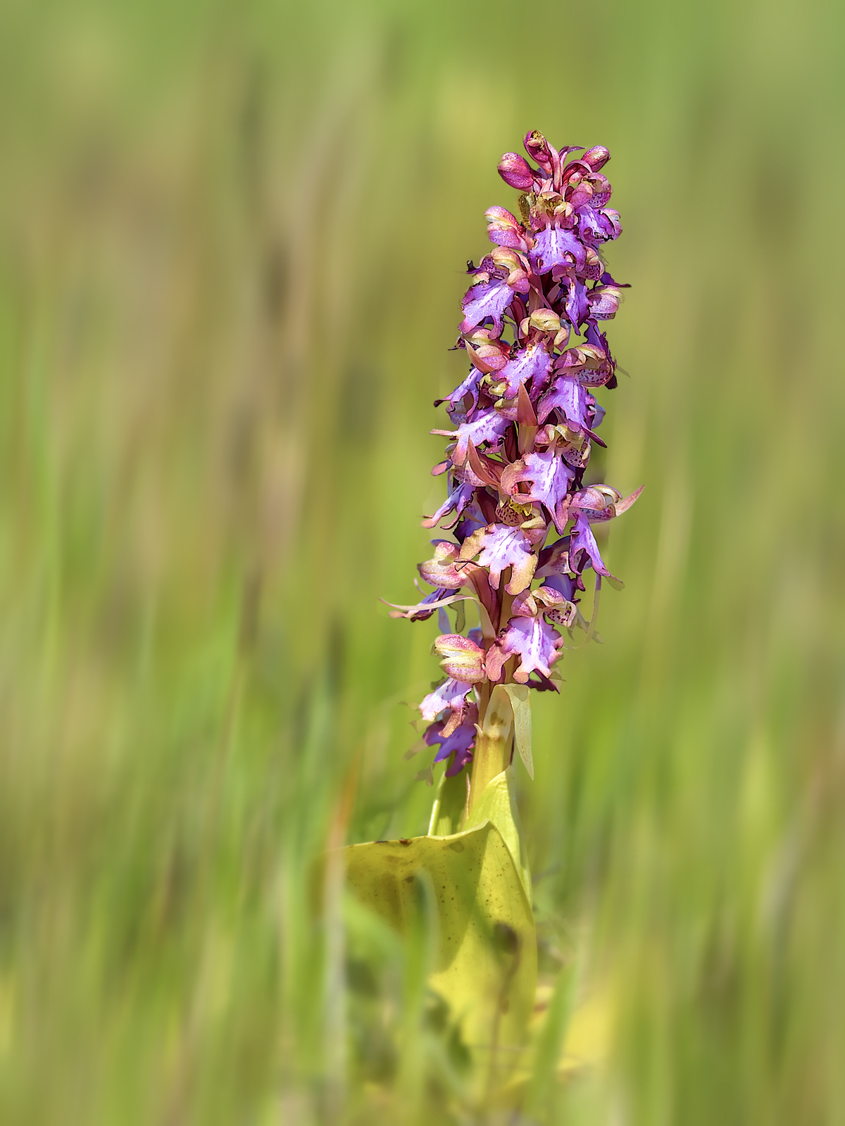Photo Jeep63 - Orchidée des champs.jpg