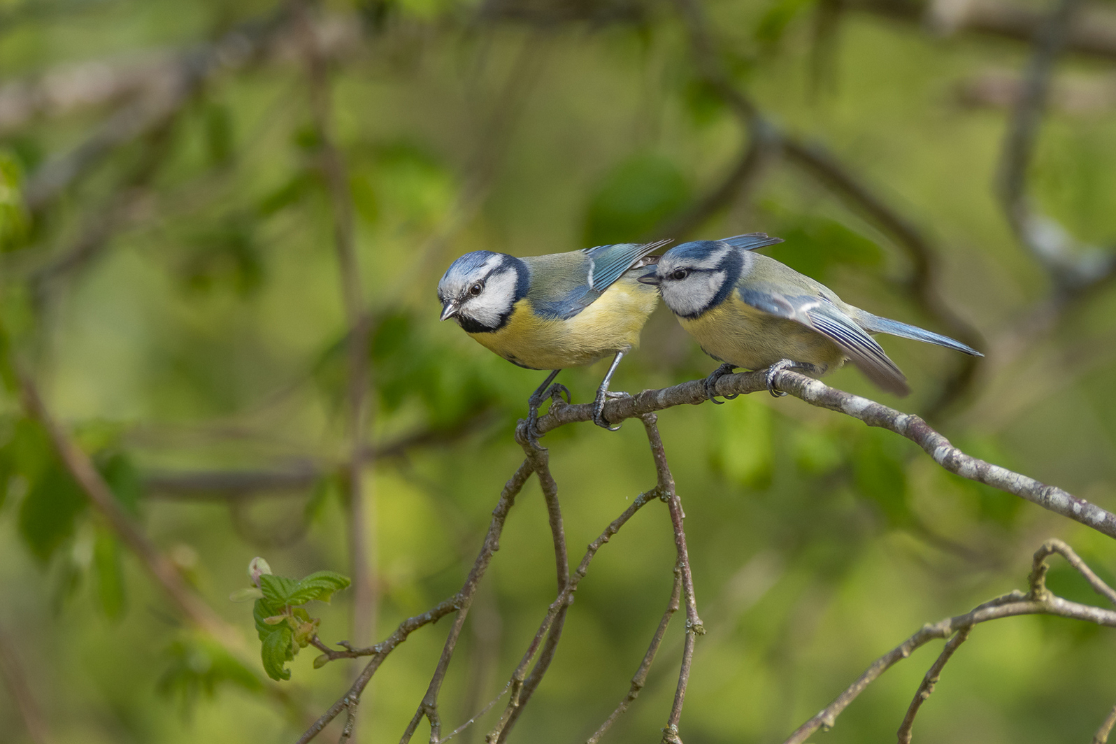 DSC_0949.jpg