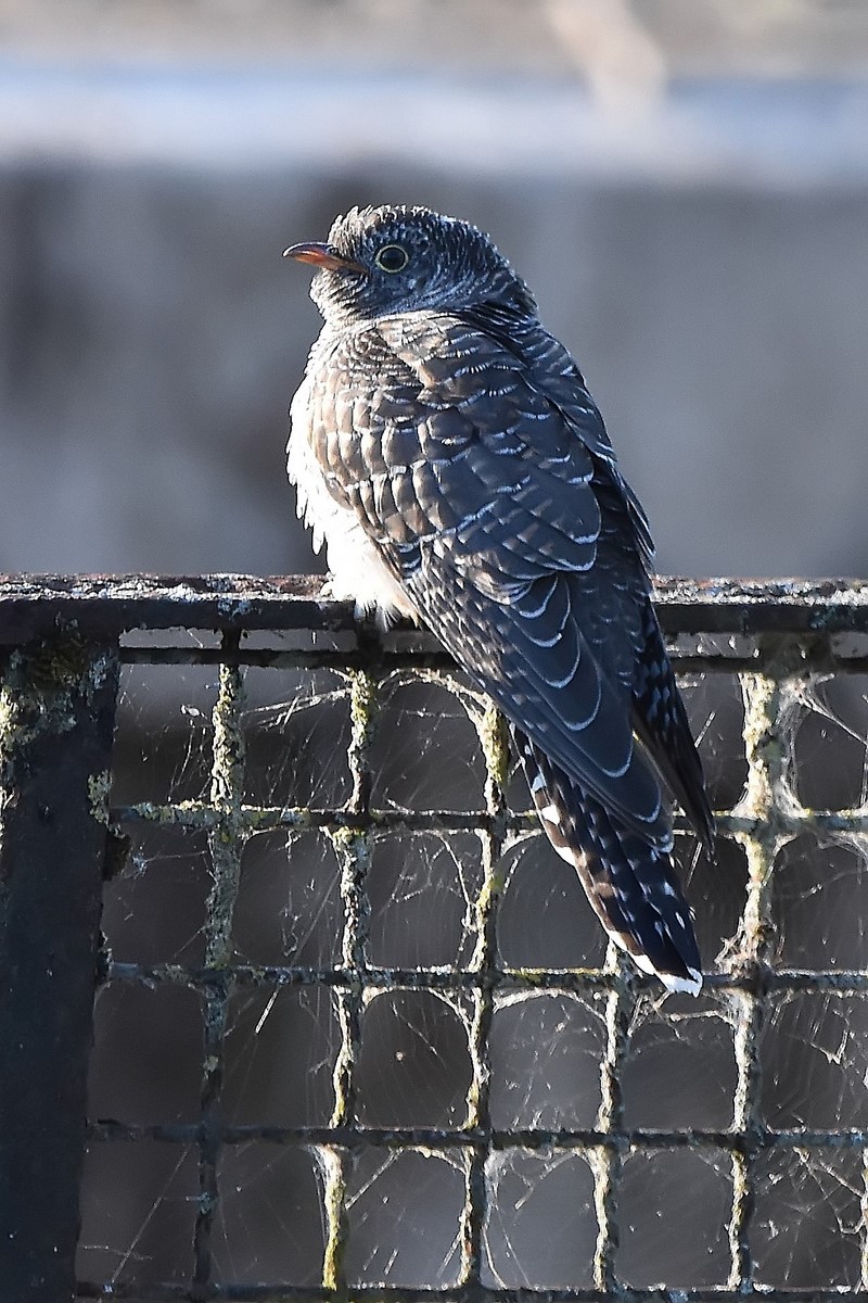 DSC_0100_filtered (Copier).jpg
