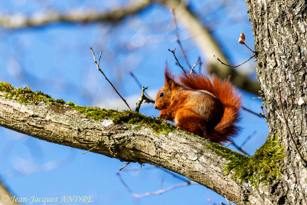 IMG_2544-13 mars 2020.jpg