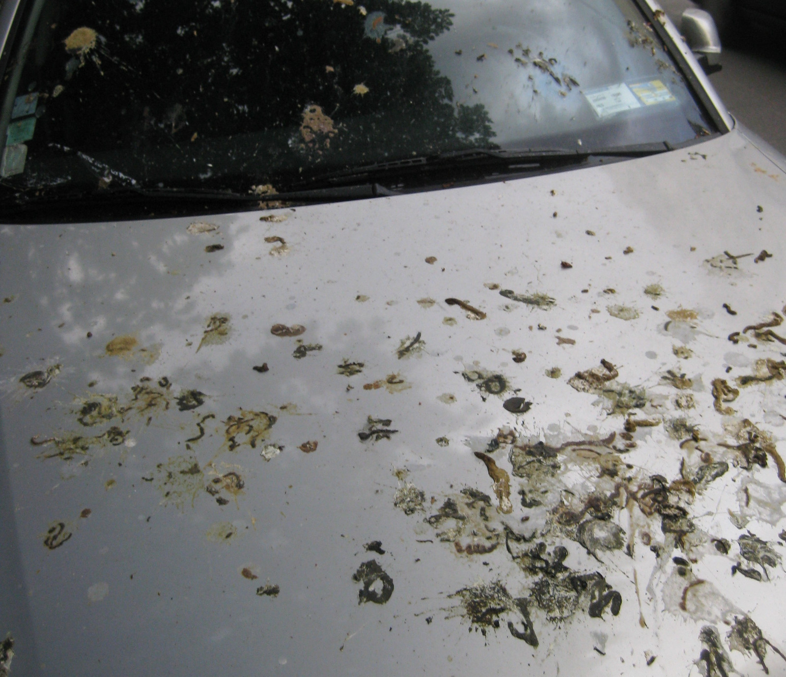 voiture_fientespigeon (1).jpg
