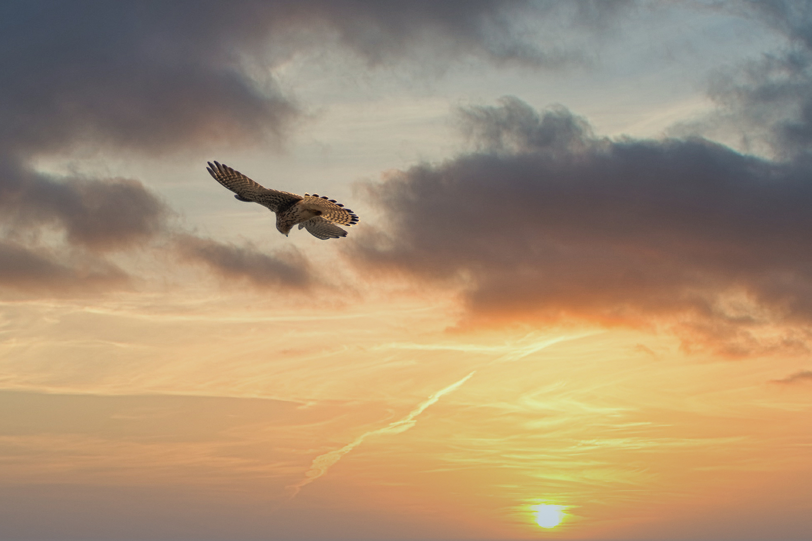 DSC_2125-Modifier.jpg