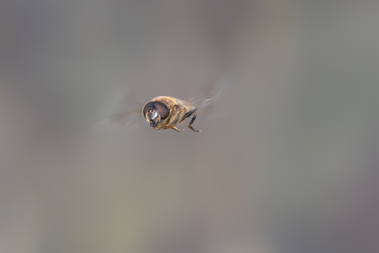 DSC_2250-sharpen-stabilize.jpg