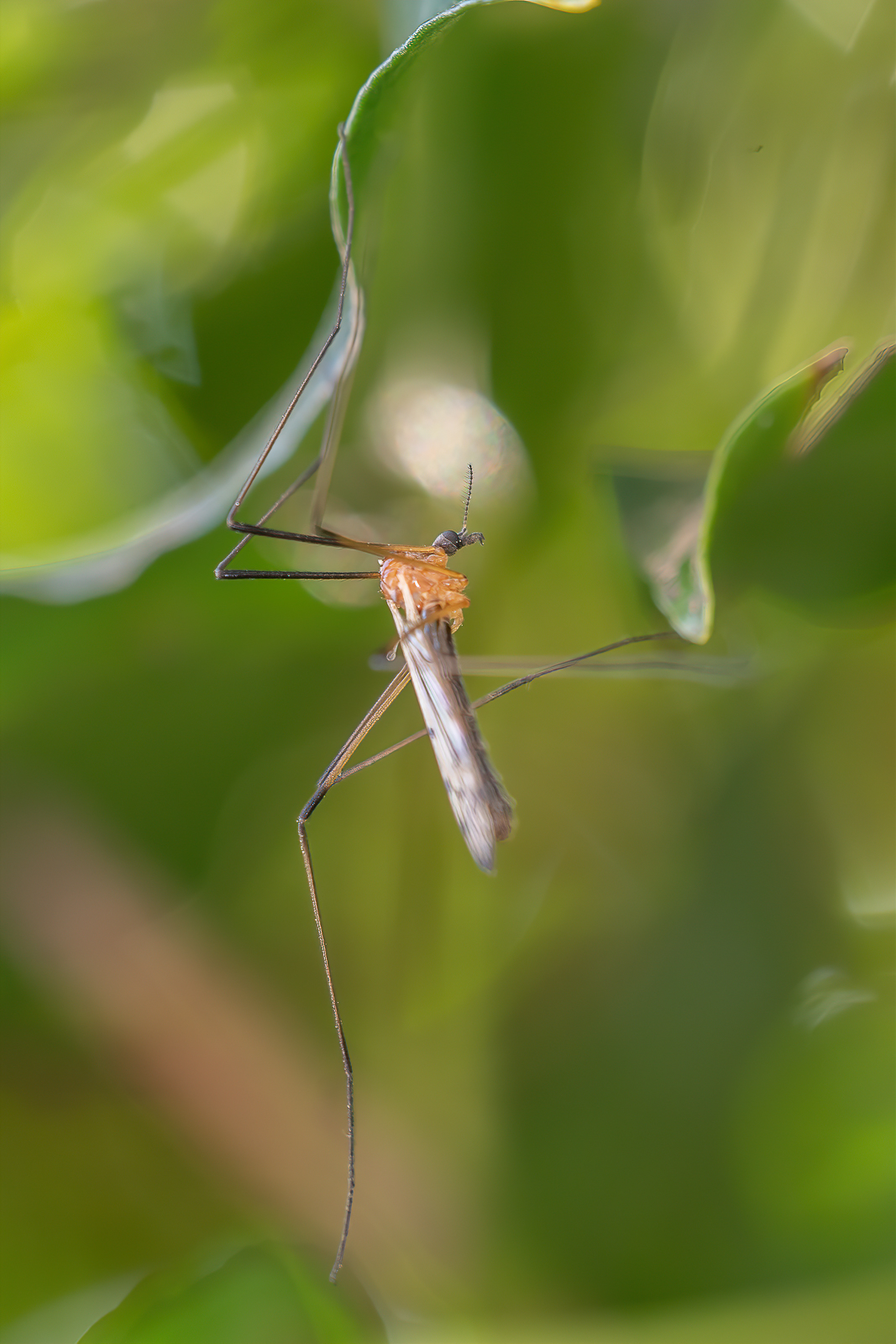 DSC_2188-sharpen-focus.jpg