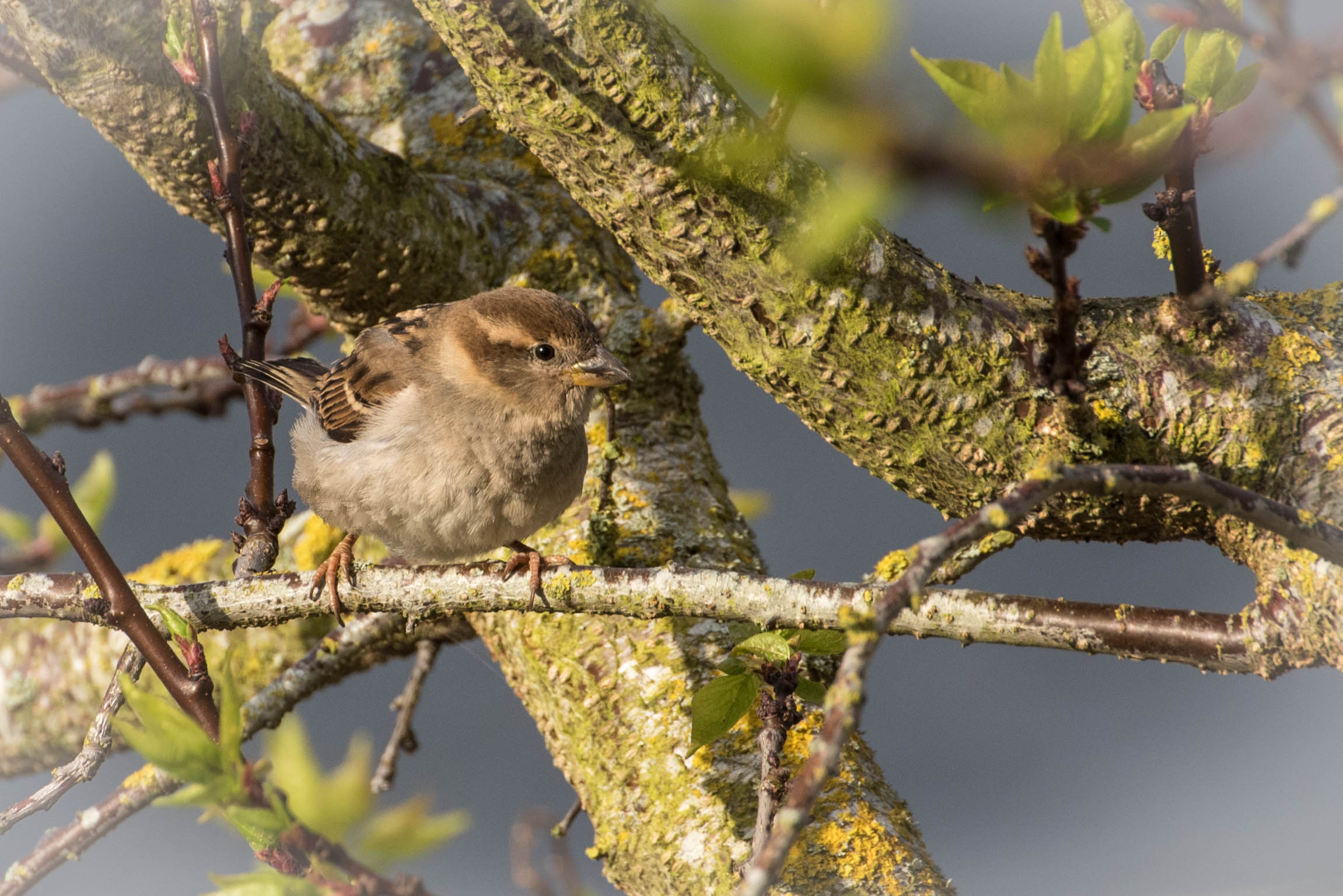 OIseaux 2020 .2 (1 sur 1).jpg