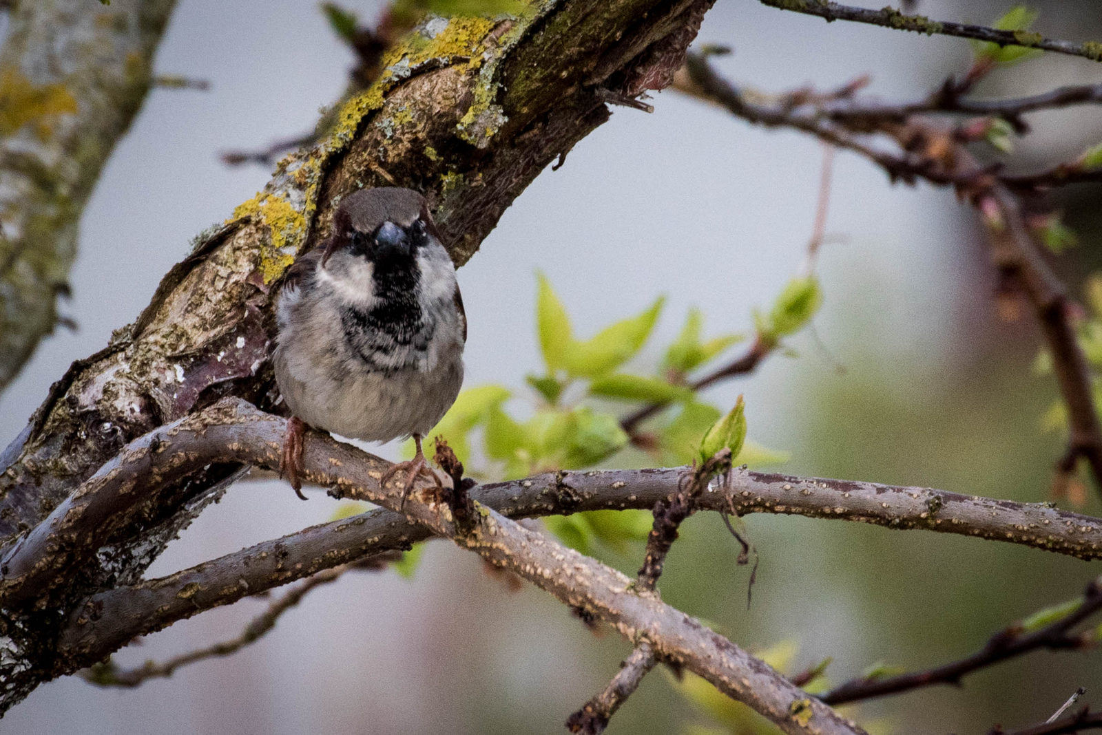 Oiseaux 2020 .12 (1 sur 1).jpg