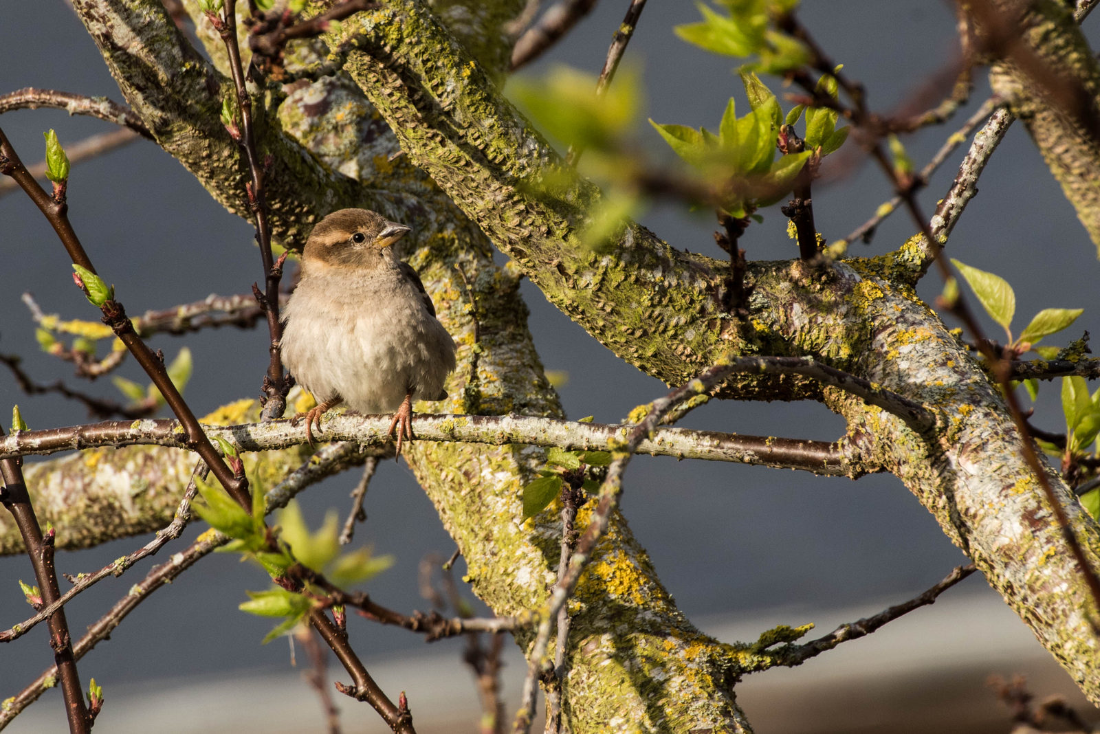 Oiseaux 2020 .13 (1 sur 1).jpg
