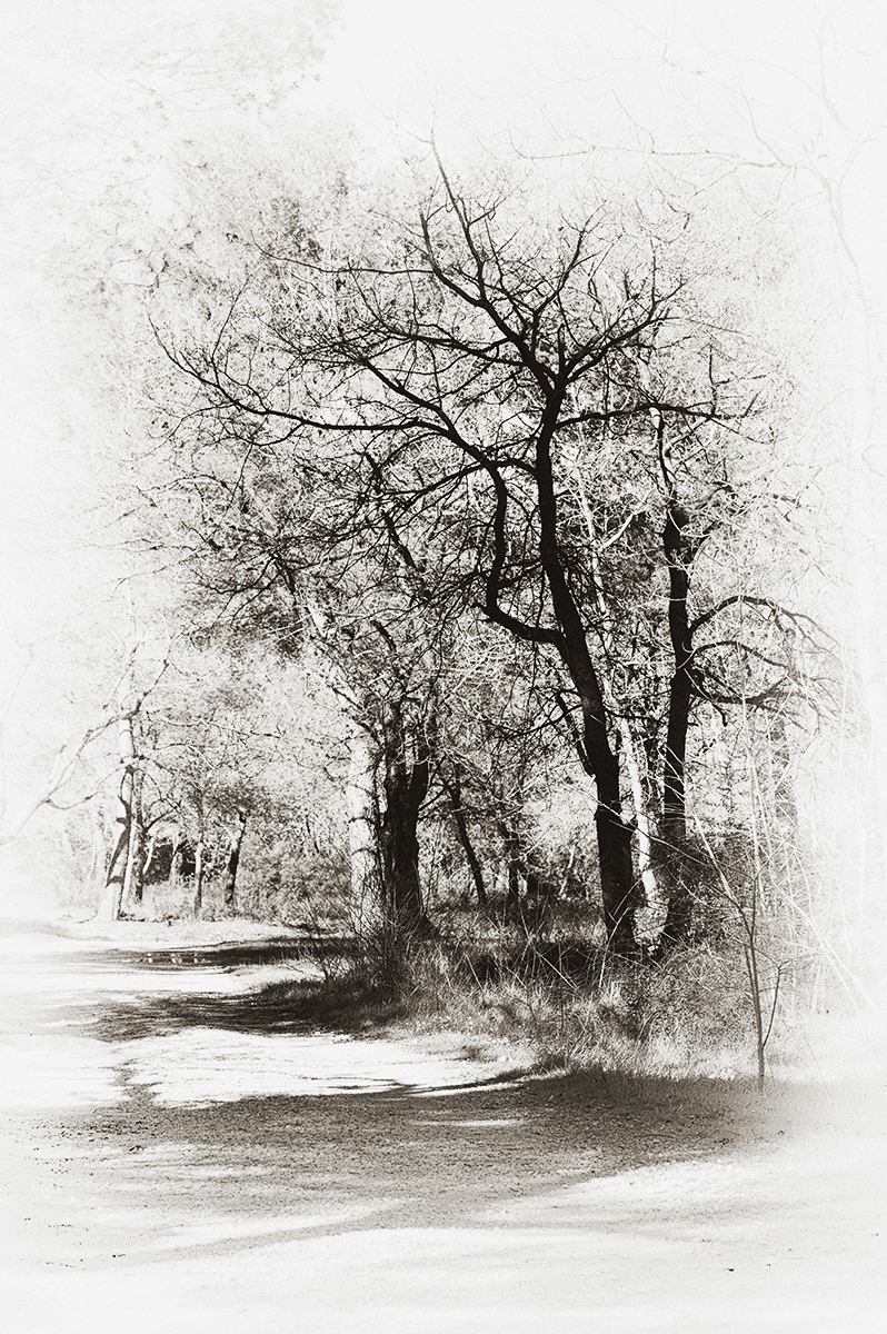 hiver blanc.jpg