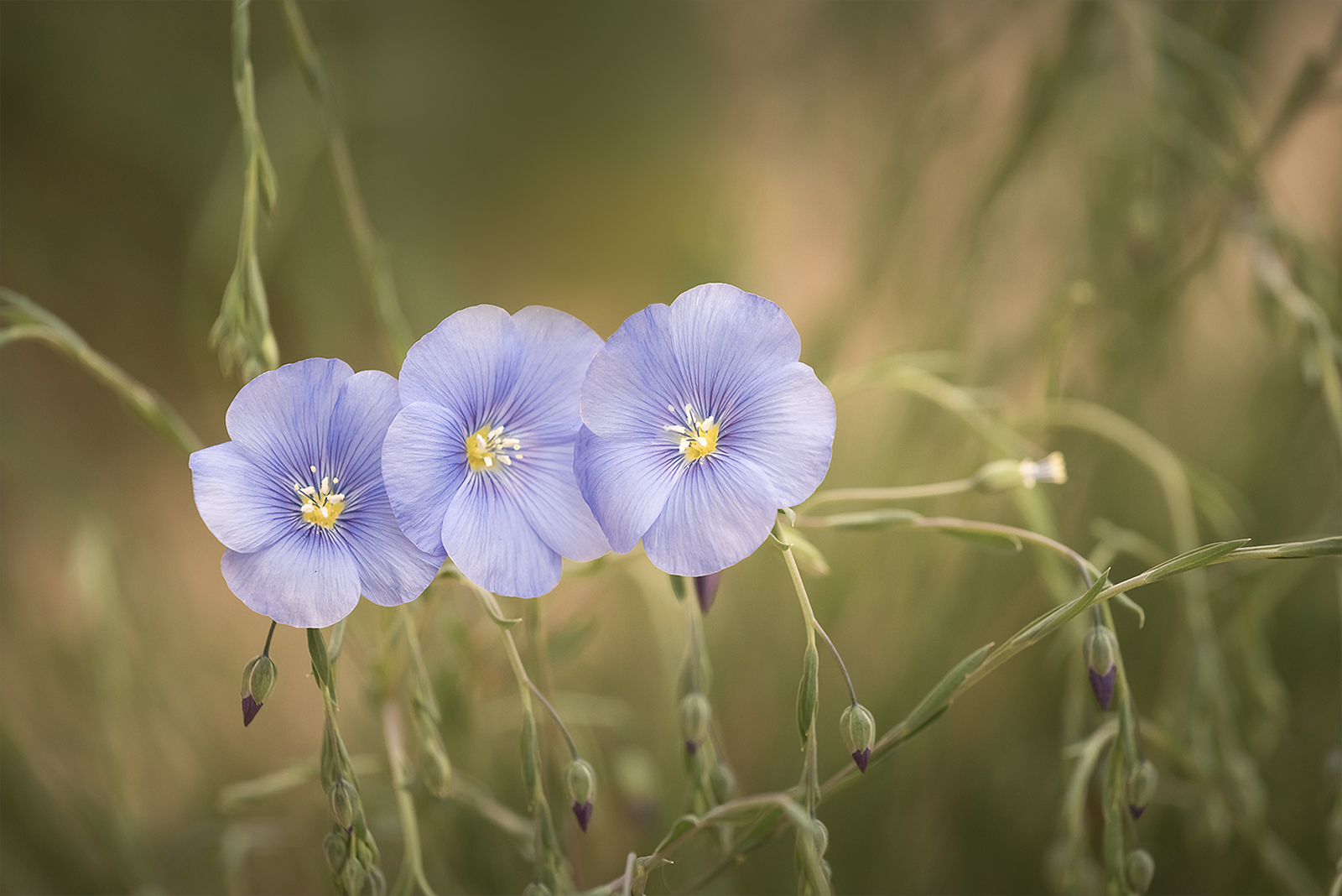 Photo Miweb - Fleurs de lin.jpg