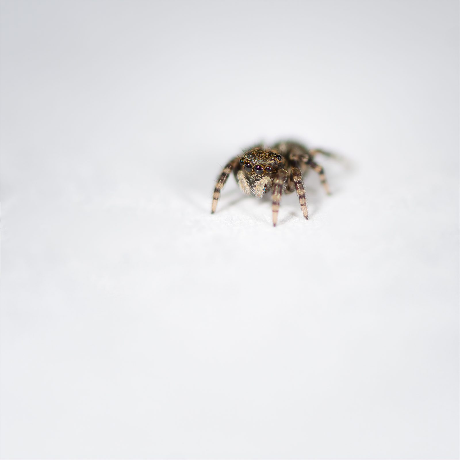 DSC_2410-sharpen-focus-Modifier.jpg