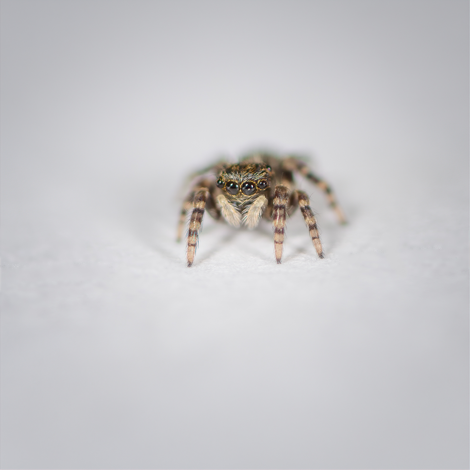 DSC_2427-sharpen-focus-Modifier.jpg
